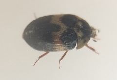 Attagenus fasciatus