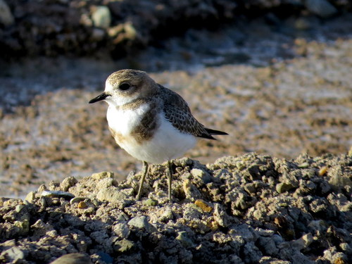 Anarhynchus falklandicus