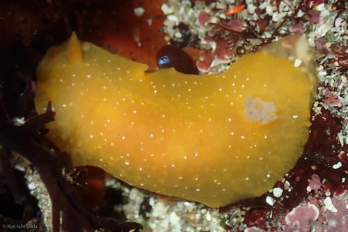 White-speckled Dorid