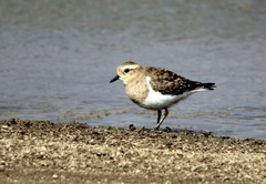 Charadrius modestus