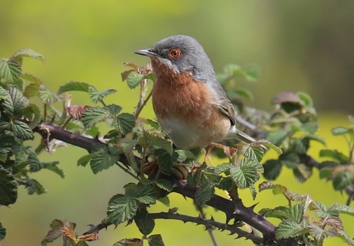 Representative image of Curruca cantillans cantillans