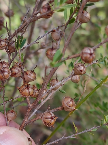 Leptospermum polygalifolium