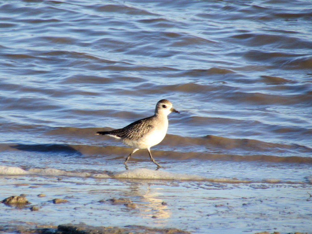 American Golden Plover