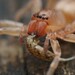 Leafcurling Sac Spiders - Photo (c) Emily Roberts, some rights reserved (CC BY), uploaded by Emily Roberts