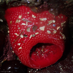 Cribrinopsis albopunctata