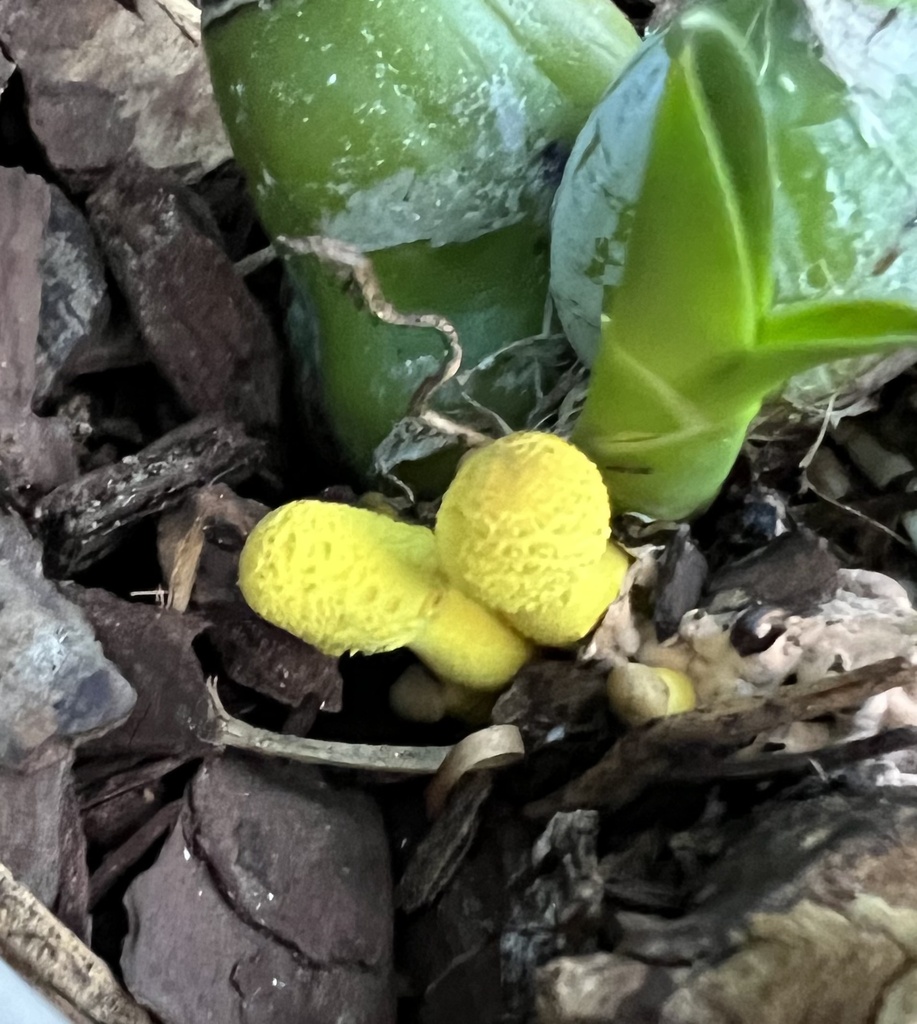 Leucocoprinus birnbaumii · April 2023 · photo: © agonzalo (iNaturalist, cc-by)