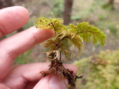 Hylocomium splendens image