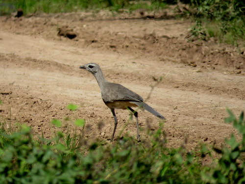 Chunga burmeisteri