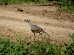 Chunga burmeisteri