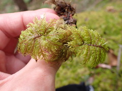 Hylocomium splendens image