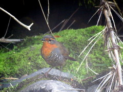 Scelorchilus rubecula