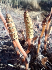 Equisetum arvense image