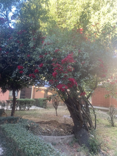 Foto de Primavera