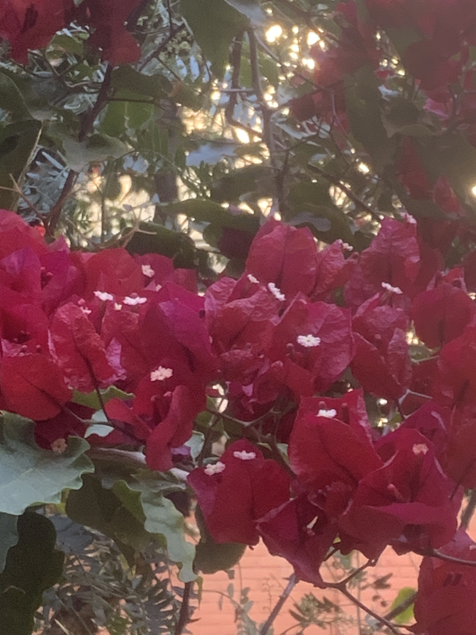 Imagem de Primavera