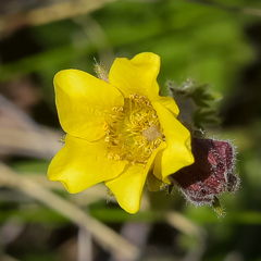 Geum capense