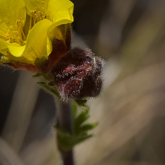 Geum capense