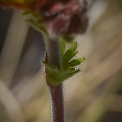 Geum capense
