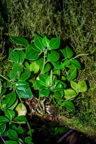 Peperomia kusaiensis in life