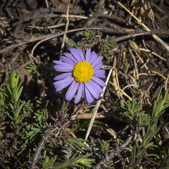 Felicia caespitosa