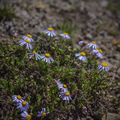 Felicia caespitosa