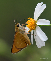 Hesperia meskei straton