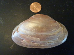 Alasmidonta marginata