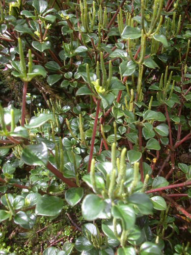Peperomia macraeana observed 2006-04-14