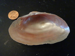 Alasmidonta marginata