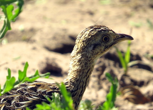 Nothura maculosa