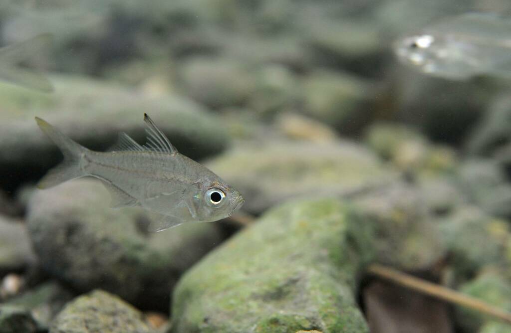 Barehead Glassfish