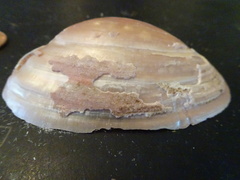 Alasmidonta marginata