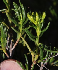 Pteronia paniculata
