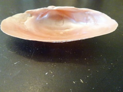 Alasmidonta marginata