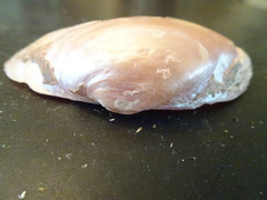 Alasmidonta marginata