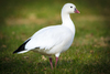 Ross's Goose - Photo (c) Andrew Cannizzaro, some rights reserved (CC BY)
