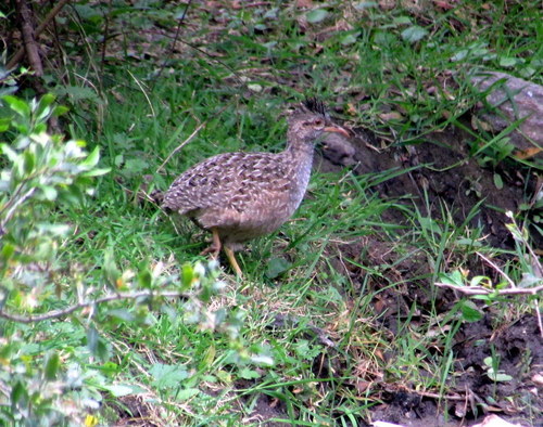 Nothoprocta pentlandii