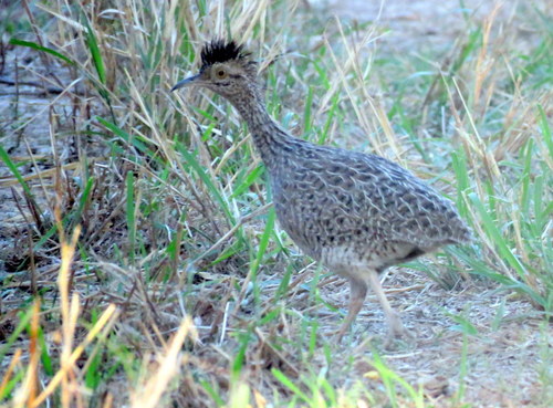 Nothoprocta cinerascens
