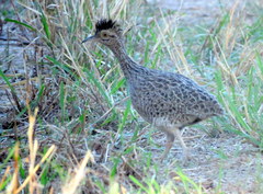 Nothoprocta cinerascens
