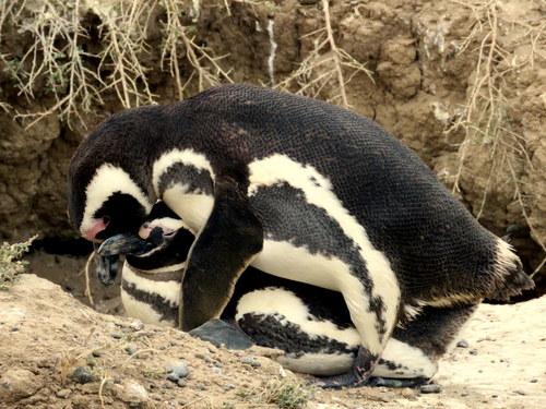 Spheniscus magellanicus