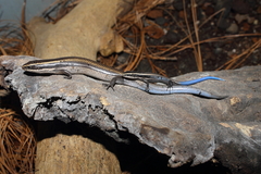 Plestiodon brevirostris