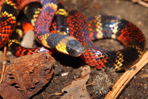 Variegated False Coral Snake (Pliocercus elapoides) · iNaturalist Canada