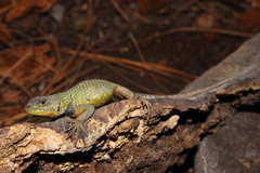 Sceloporus formosus