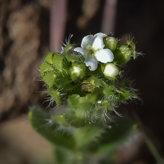 Lithospermum papillosum