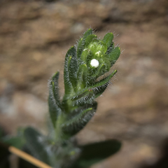 Lithospermum papillosum