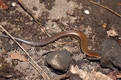 Scincella gemmingeri