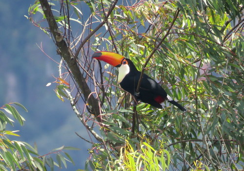 Ramphastos toco