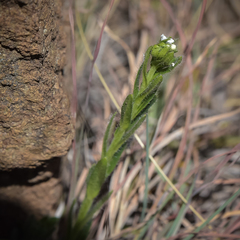 Lithospermum papillosum