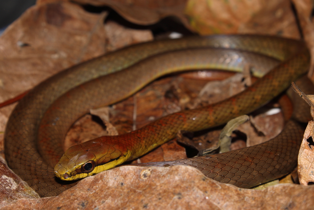 Salmon-Bellied Racer