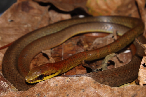 Salmon-bellied Racer