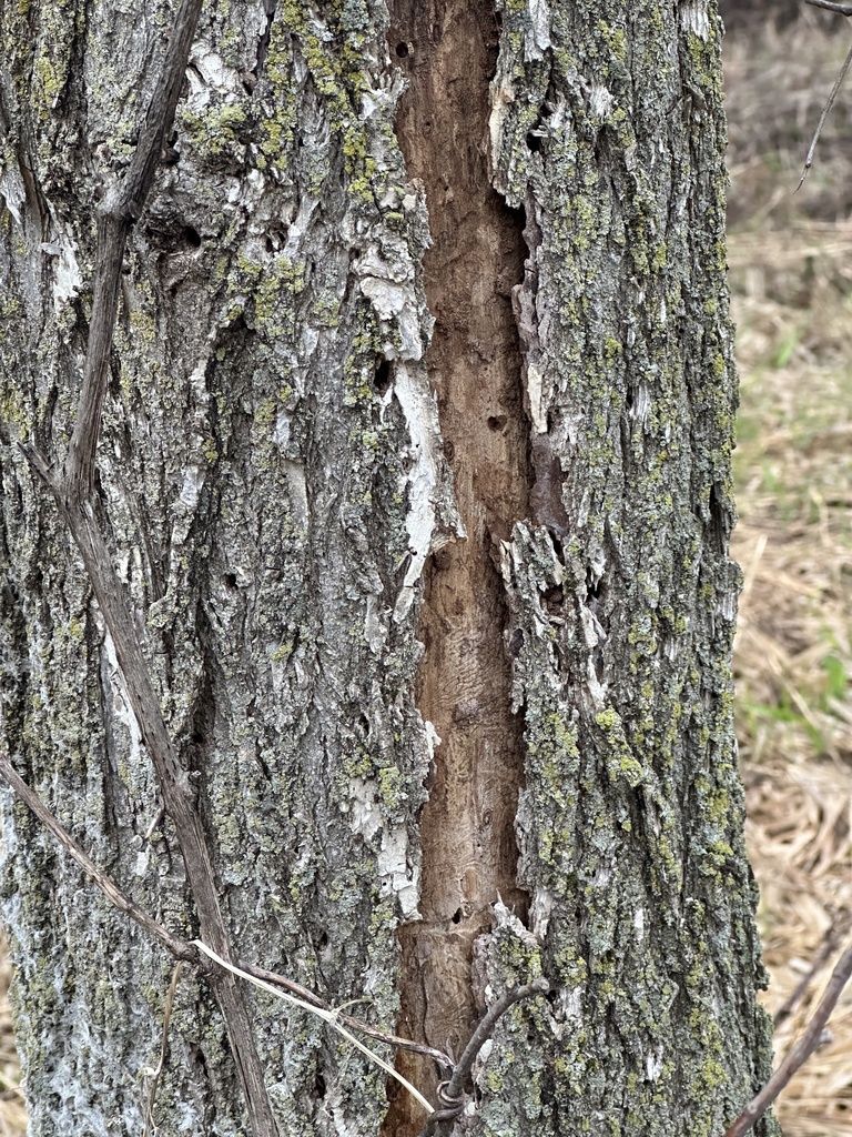 Emerald Ash Borer from Minnesota Valley National Wildlife Refuge ...